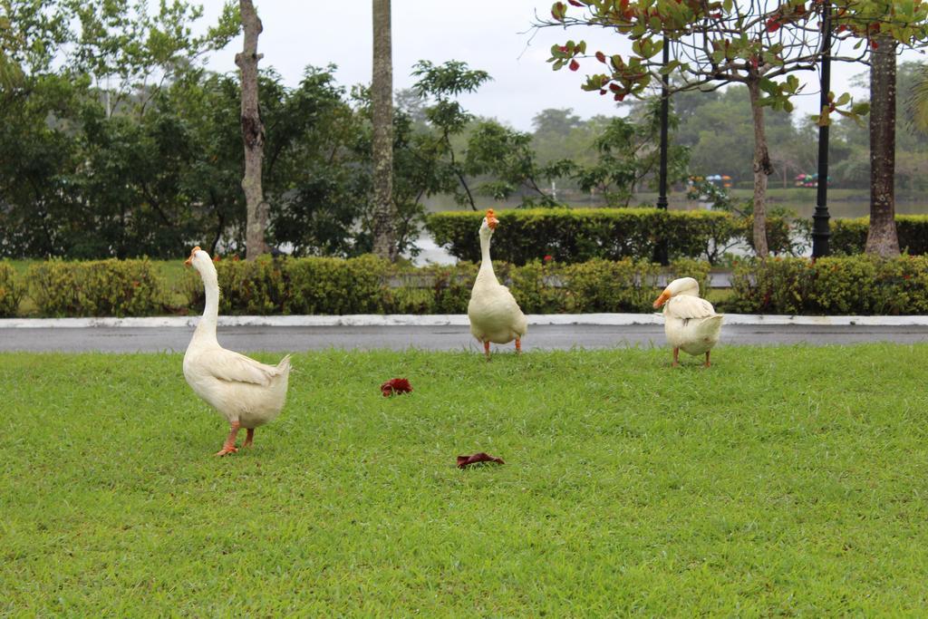 Amatique Bay Hotel ปวยร์โต บาร์ริโอส ภายนอก รูปภาพ